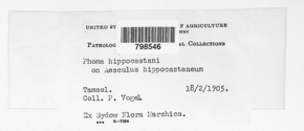 Phomopsis aesculana image